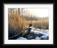 Pheasant Fine Art Print