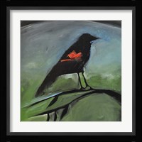 Redwing Framed Print