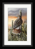 Saguaro Hunter Framed Print