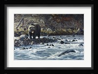 Along The Yellowstone - Grizzly Fine Art Print