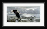 Lowtide - Bald Eagle Fine Art Print