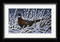 Fresh Snow - Ringneck Pheasant Fine Art Print