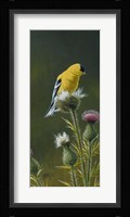 Goldfinch On Thistle Framed Print
