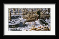 Spring Thaw - Mallards Fine Art Print