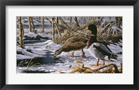 Spring Thaw - Mallards Fine Art Print