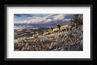 King Of The Hill - Elk Fine Art Print