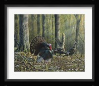 Spring Beauties Fine Art Print