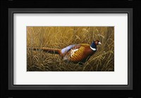 Sneaking Through The Long Grass - Ring Neck Pheasant Fine Art Print