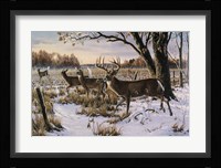 Cautious Crossing - Whitetails Fine Art Print