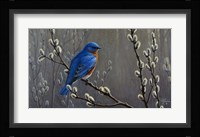Signals Of Spring - Eastern Bluebird Framed Print