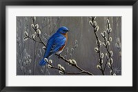 Signals Of Spring - Eastern Bluebird Fine Art Print