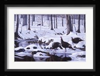 Hardwood Creek - Wild Turkeys Fine Art Print