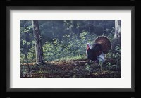 June Strut Fine Art Print