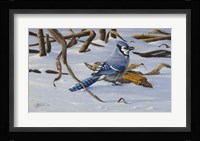 Bluejay Fine Art Print