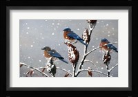 Winter Trio Fine Art Print