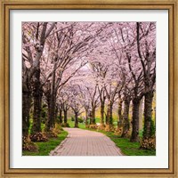 Cherry Blossom Trail Fine Art Print