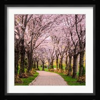 Cherry Blossom Trail Fine Art Print