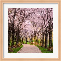 Cherry Blossom Trail Fine Art Print