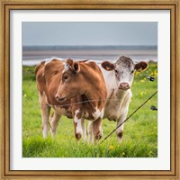 Cows Grazing, Iceland Fine Art Print