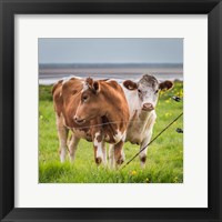 Cows Grazing, Iceland Fine Art Print