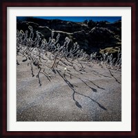 Woolly Willow, Iceland Fine Art Print