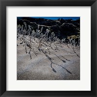Woolly Willow, Iceland Fine Art Print