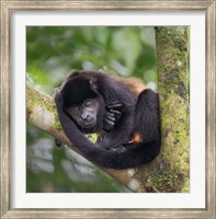Black Howler Monkey, Sarapiqui, Costa Rica Fine Art Print