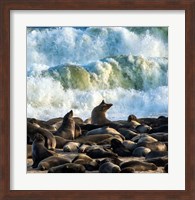 Cape Fur Seals, Cape Cross, Namibia Fine Art Print