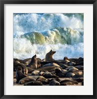 Cape Fur Seals, Cape Cross, Namibia Fine Art Print