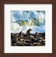 Cape Fur Seals, Cape Cross, Namibia Fine Art Print