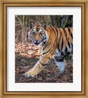 Bengal Tiger, Bandhavgarh National Park, India Fine Art Print