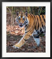 Bengal Tiger, Bandhavgarh National Park, India Fine Art Print