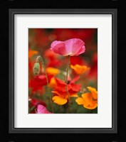 Iceland Poppies, Fidalgo Island, Washington State Fine Art Print