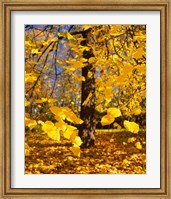 Yellow Tree Leaves, Stuttgart, Germany Fine Art Print
