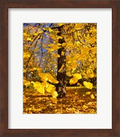 Yellow Tree Leaves, Stuttgart, Germany Fine Art Print