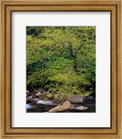Little Pigeon River, Great Smoky Mountains National Park Fine Art Print