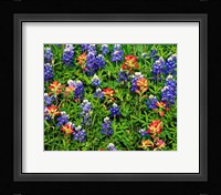Texas Bluebonnets Fine Art Print