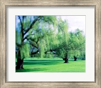 Willow Trees Fine Art Print