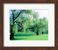 Willow Trees Fine Art Print