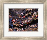Maple and Arizona White Oak Leaves, Tonto National Forest, Arizona Fine Art Print