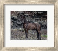 Icelandic Black Stallion, Iceland Fine Art Print