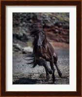 Icelandic Black Stallion, Iceland Fine Art Print