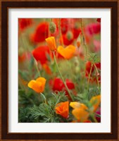 California Golden Poppies and Corn Poppies, Washington State Fine Art Print
