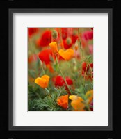 California Golden Poppies and Corn Poppies, Washington State Fine Art Print