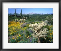 Arizona, Organ Pipe Cactus National Monument Fine Art Print