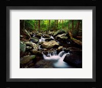 LeConte Creek, Great Smoky Mountains National Park Fine Art Print