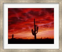 Organ Pipe Cactus State Park, AZ Fine Art Print
