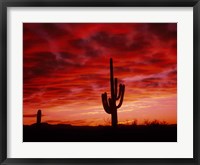 Organ Pipe Cactus State Park, AZ Fine Art Print