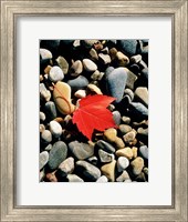 Maple Leaf on Pebbles Fine Art Print