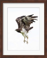 Martial Eagle, Ndutu, Ngorongoro Conservation Area, Tanzania Fine Art Print